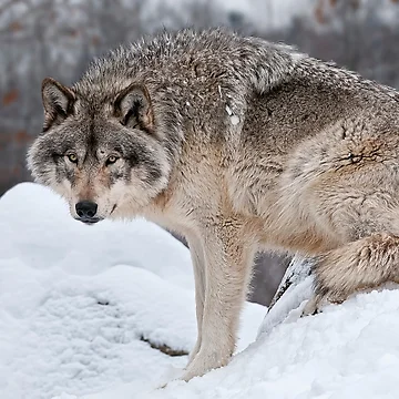Vorschaubild zum Design Timber Wolf von WolvesOnly