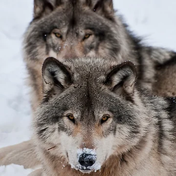 Artwork thumbnail, Timber Wolves by WolvesOnly