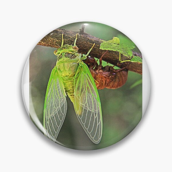 Item preview, Cicada Emerging from it's Shell designed and sold by searchlight.