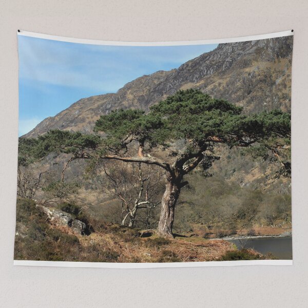 Item preview, The Old Scots Pine designed and sold by beavo.