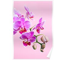 wild orchids by karen robards