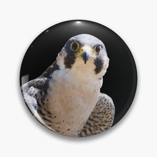 Item preview, Peregrine falcon  designed and sold by sjfreeman88.