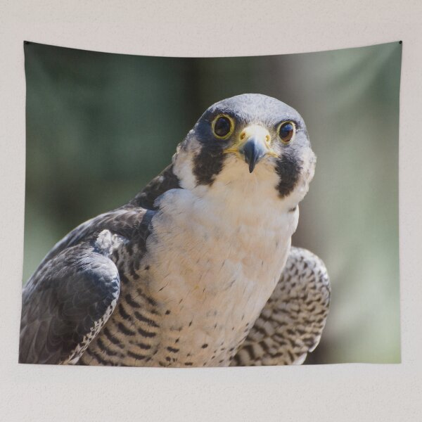 Item preview, Peregrine falcon  designed and sold by sjfreeman88.