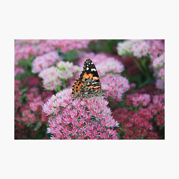 Pretty Wings Photographic Print