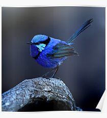 A splendid Splendid Fairy wren Poster