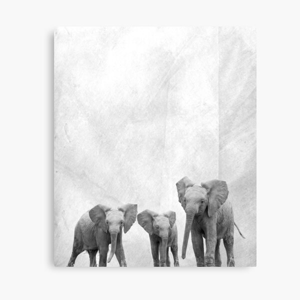Elephants Canvas Print