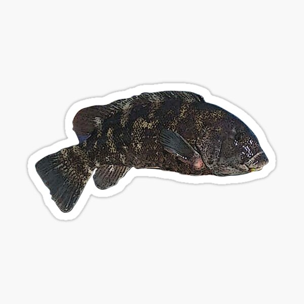 Item preview, Tautog Color Print  designed and sold by designsasstultd.