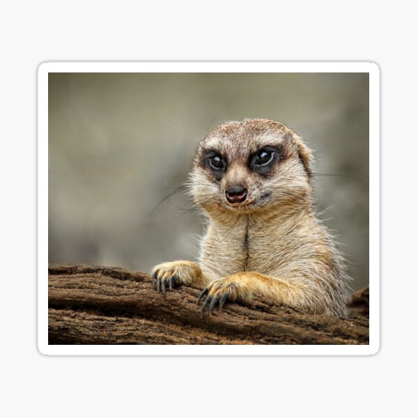 HD wallpaper: Meerkat, Guards, Attention, Animal, watch, social, keep an  eye out | Wallpaper Flare