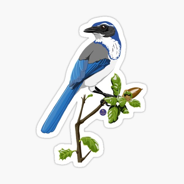 Fun Blue Jay Gifts & Apparel With Jumbo Species Name