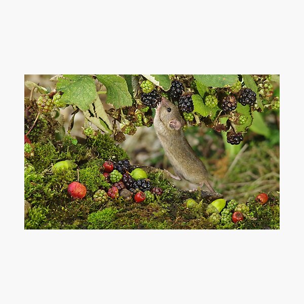 Item preview, Little mouse nibbling the brambles  designed and sold by Simon-dell.