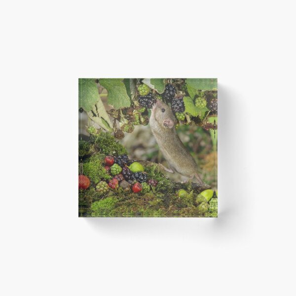 Little mouse nibbling the brambles Acrylic Block