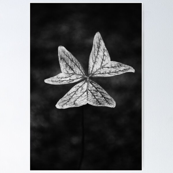 Artikelvorschau, Clover 2 (B/W) entworfen und verkauft von Pandrot.