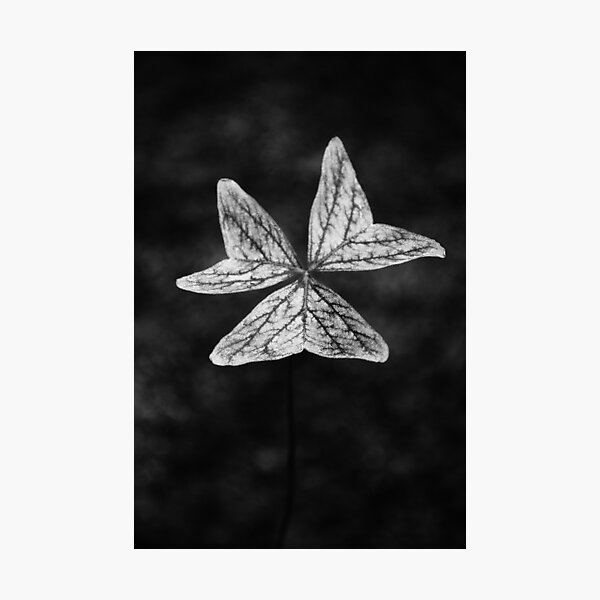 Aperçu de l'œuvre Clover 2 (B/W) créée et vendue par Pandrot.