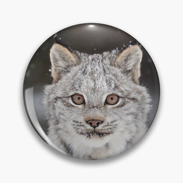 Artikelvorschau, Kanada-Luchs-Kätzchen entworfen und verkauft von mlorenz.