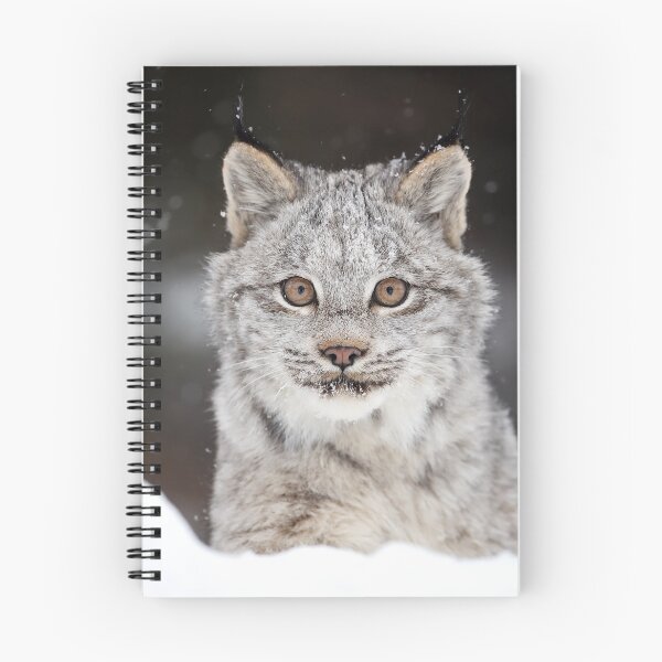 Item preview, Canada Lynx Kitten designed and sold by mlorenz.