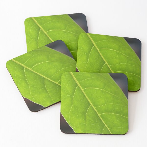 Item preview, Umbrella Tree Leaf Study, No.2 designed and sold by Geoff Treagus.