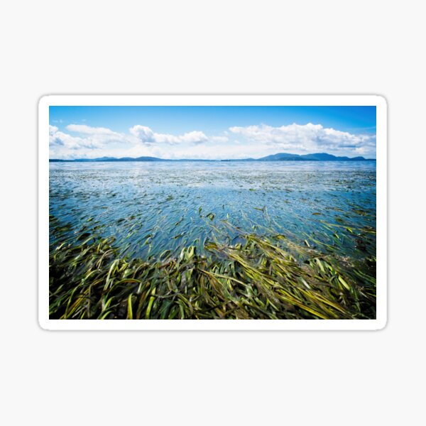 Ebb&Flow Sticker