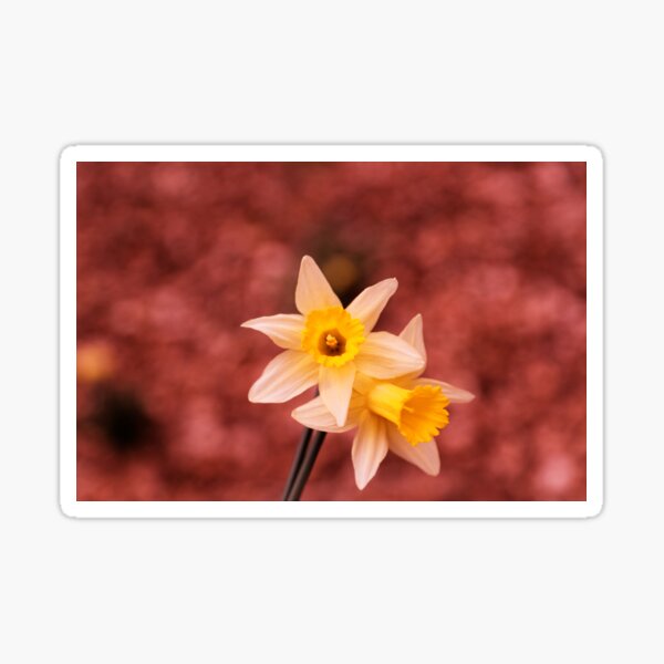  Daffodil with red background (Bokek) Sticker