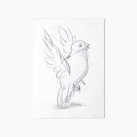 Pigeons : r/drawing