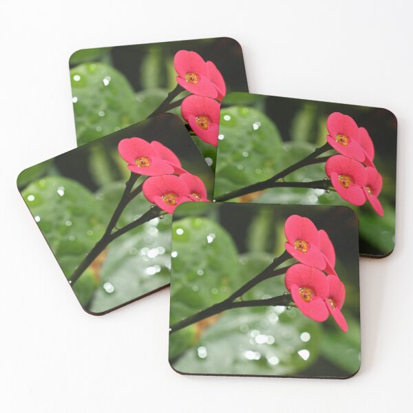 Item preview, Delicate Flowers, Euphorbia Milli, study 1 designed and sold by Geoff Treagus.