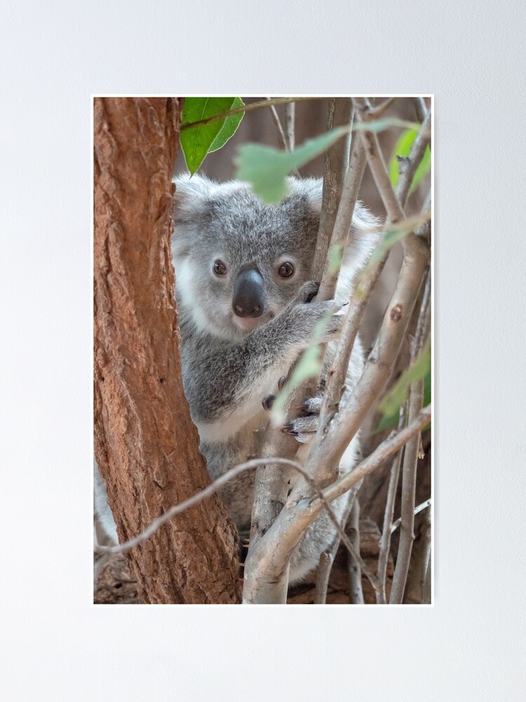  Koala Premium Photo Paper 4x6 Inch Luster Finish