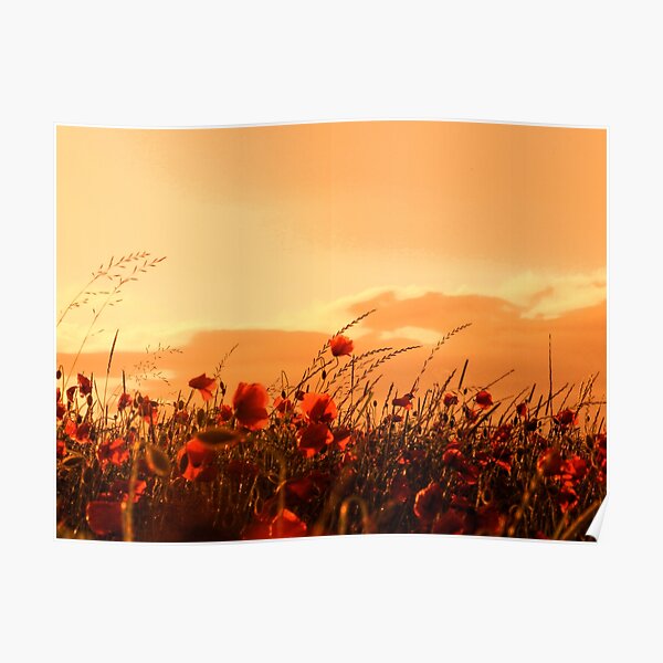 Poppy and sunset, photo Poster