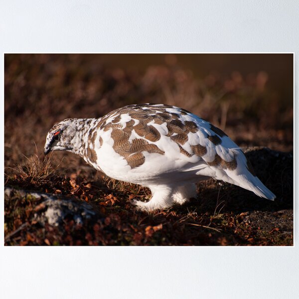 Item preview, Ptarmigan designed and sold by ccullen222.