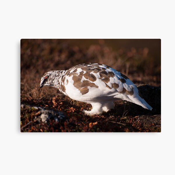 Item preview, Ptarmigan designed and sold by ccullen222.