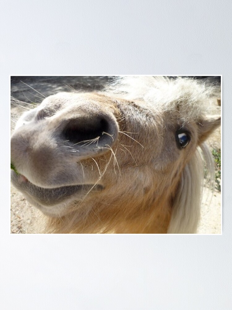 Miniature Shetland Pony | Poster