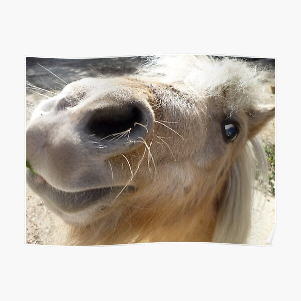 Miniature Shetland Pony Poster