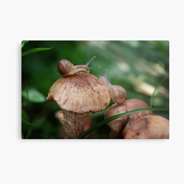 The snails that met for coffee Metal Print