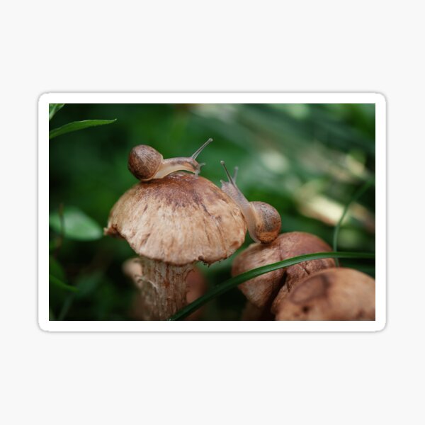 The snails that met for coffee Sticker