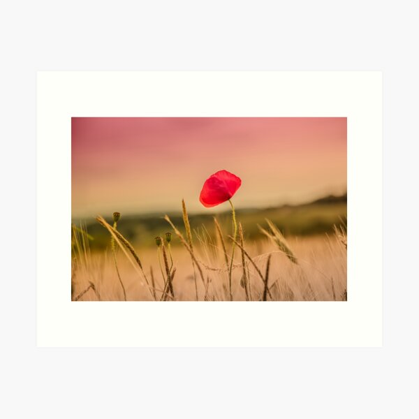 Poppy, countryside landscape Art Print