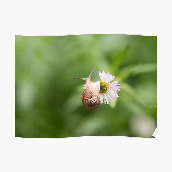 The snail that’s determined Poster
