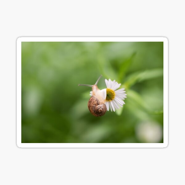 The snail that’s determined Sticker