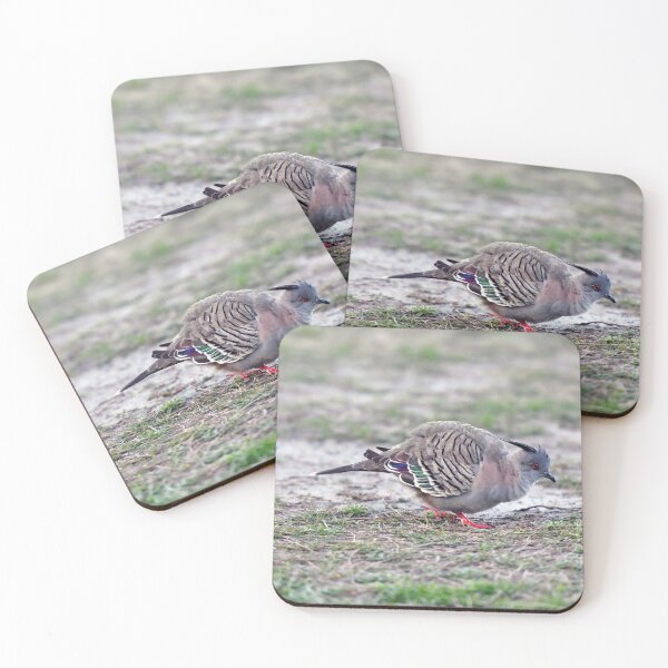 Item preview, Crested Pigeon. Labrador Broadwater, Queensland, Australia. designed and sold by Ralph de Zilva.