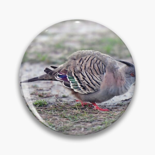 Item preview, Crested Pigeon. Labrador Broadwater, Queensland, Australia. designed and sold by Ralph de Zilva.