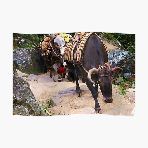 Yak on the Everest Trail #2 Poster