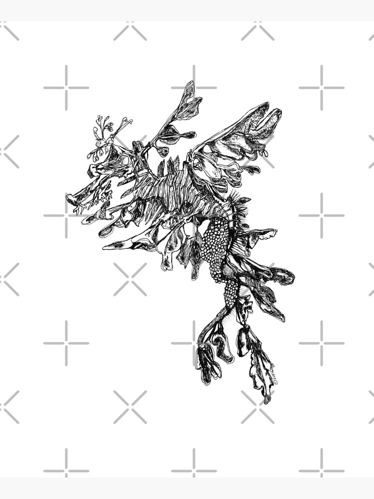 Steve the Leafy Sea Dragon by Wildcard-Sue