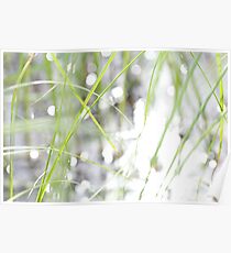 Green grasses and sun reflections on a lake Poster