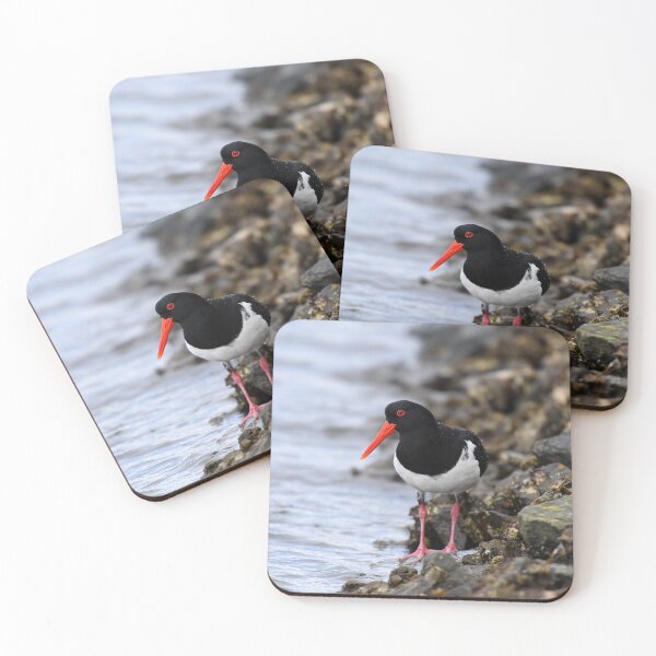 Item preview, Australian Pied Oystercatcher. Labrador Broadwater, Gold Coast, Australia. designed and sold by Ralph de Zilva.