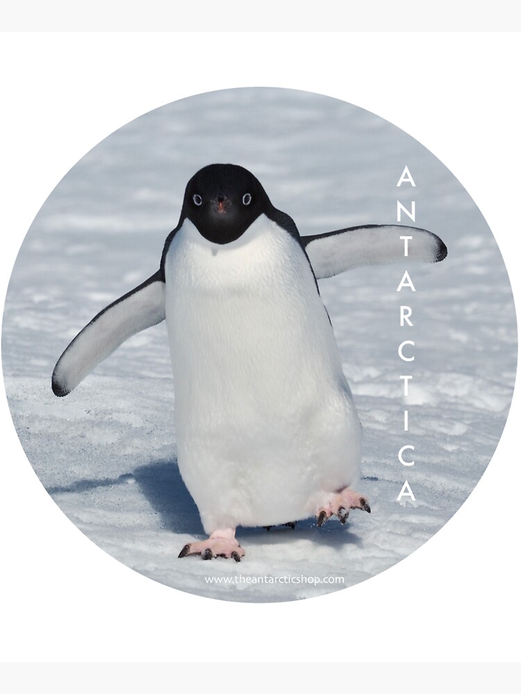 Adelie Love by AntarcticShop
