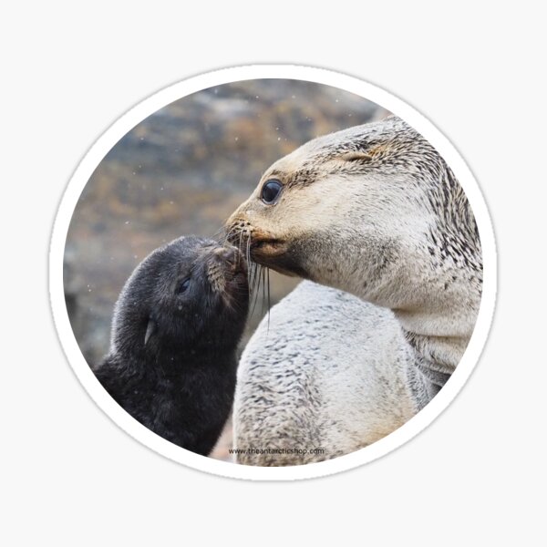 Fur Seal Love Sticker