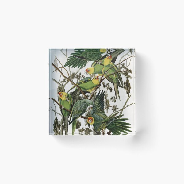 Item preview, AudubonCarolinaParakeet2 designed and sold by Bird-Lore.