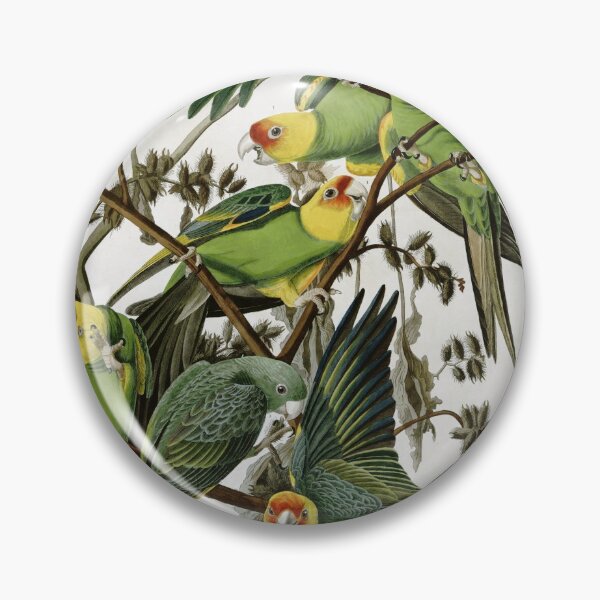 Artikelvorschau, AudubonCarolinaParakeet2 entworfen und verkauft von Bird-Lore.