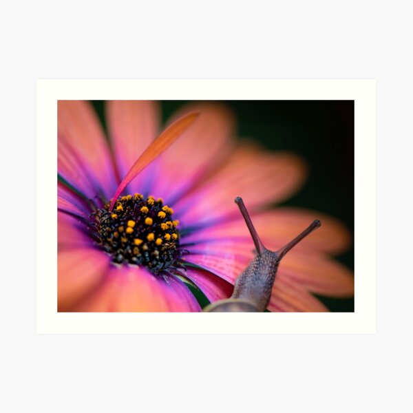 The snail whose flower’s so bright he’s gotta wear shades. Art Print