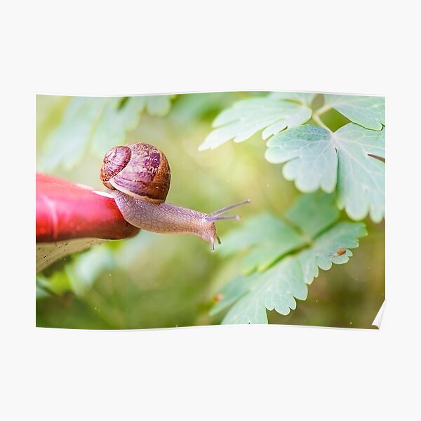 The snail who defies gravity to reach her kid. Poster