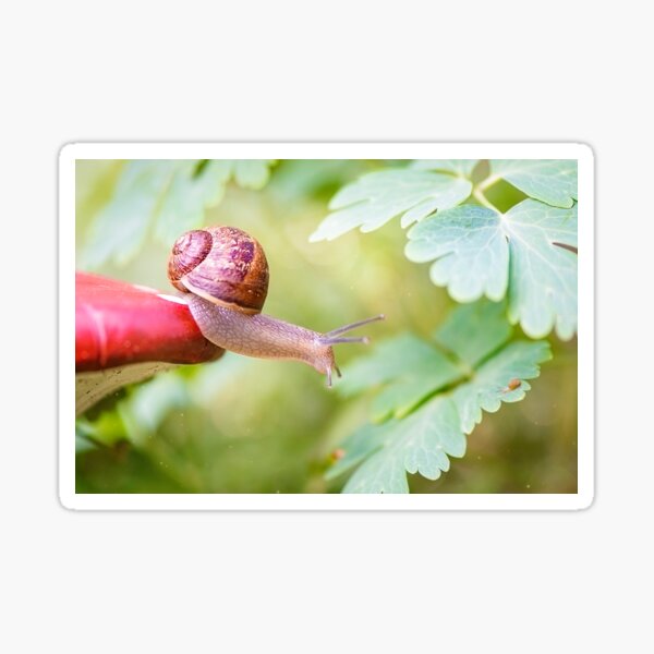 The snail who defies gravity to reach her kid. Sticker