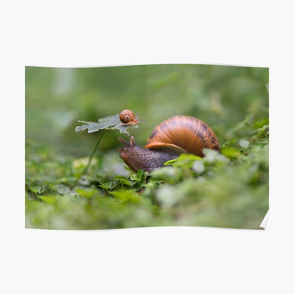 The snail whose kid climbed over everything Poster