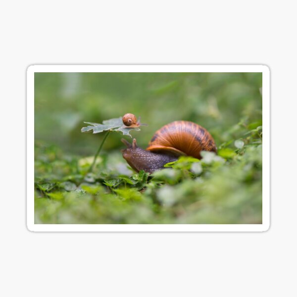 The snail whose kid climbed over everything Sticker